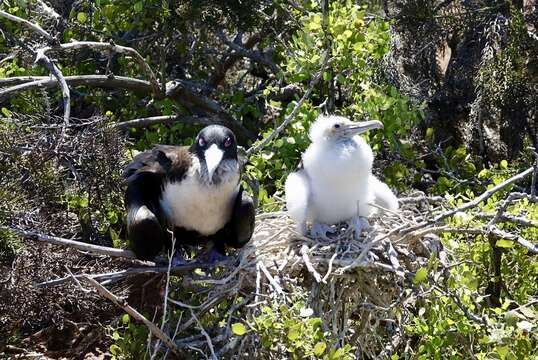 Image of Great Frigatebird