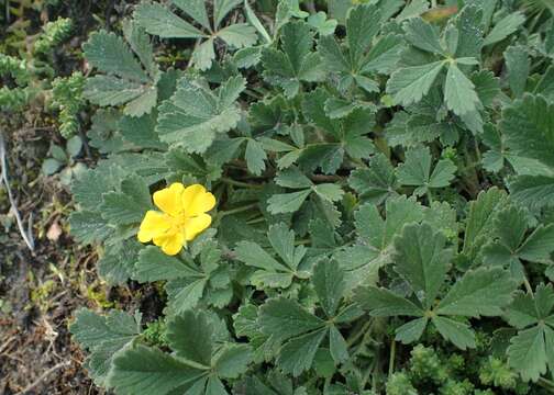 Image of Potentilla incana Gaertn. Mey. & Scherb.