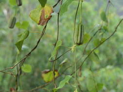 Image de Aristolochia ringens Vahl