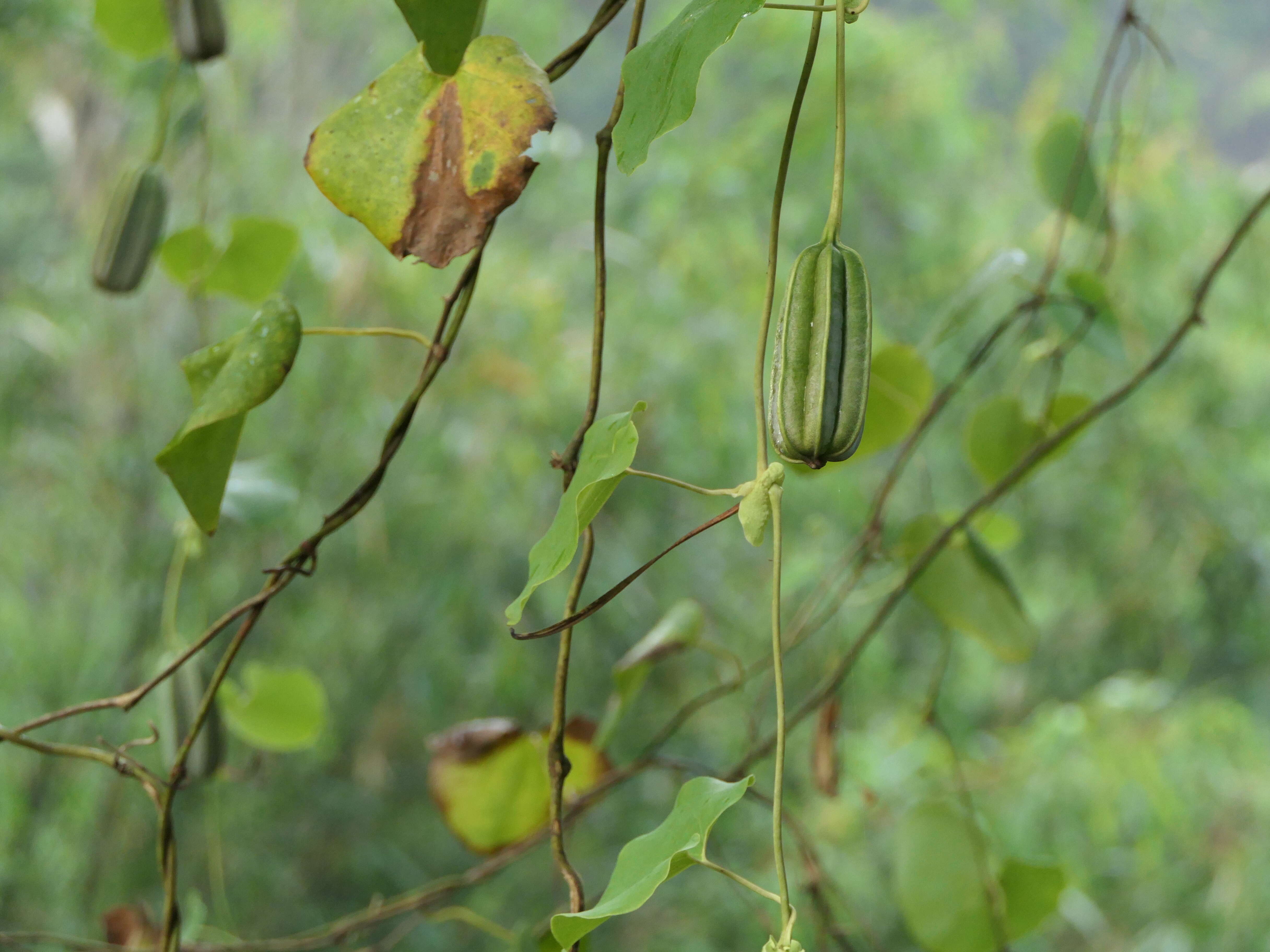 Image de Aristolochia ringens Vahl