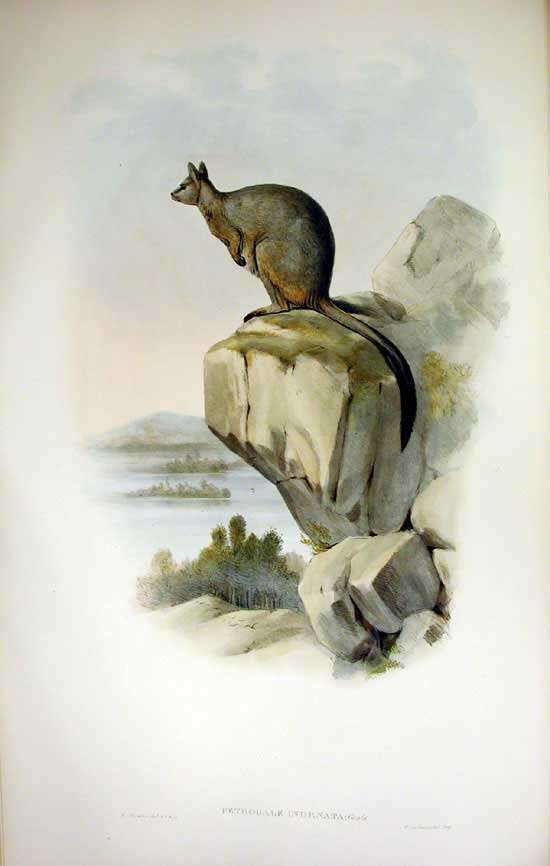 Image of Unadorned Rock Wallaby