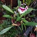 Imagem de Bulbophyllum apodum Hook. fil.