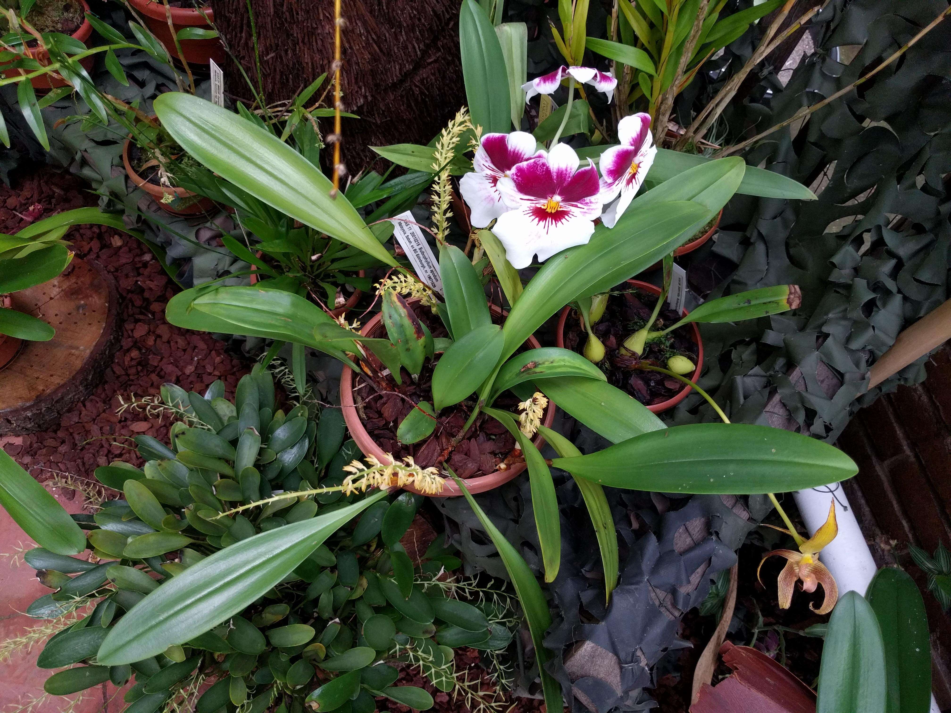 Image of Bulbophyllum apodum Hook. fil.