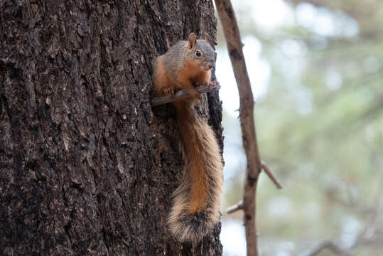 Image of Mexican Fox Squirrel