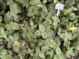 Fittonia gigantea Linden resmi