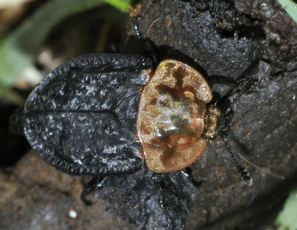 Image of Red-breasted Carrion Beetle