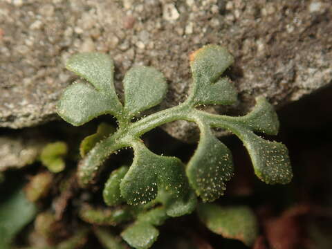 Image of Wall-rue