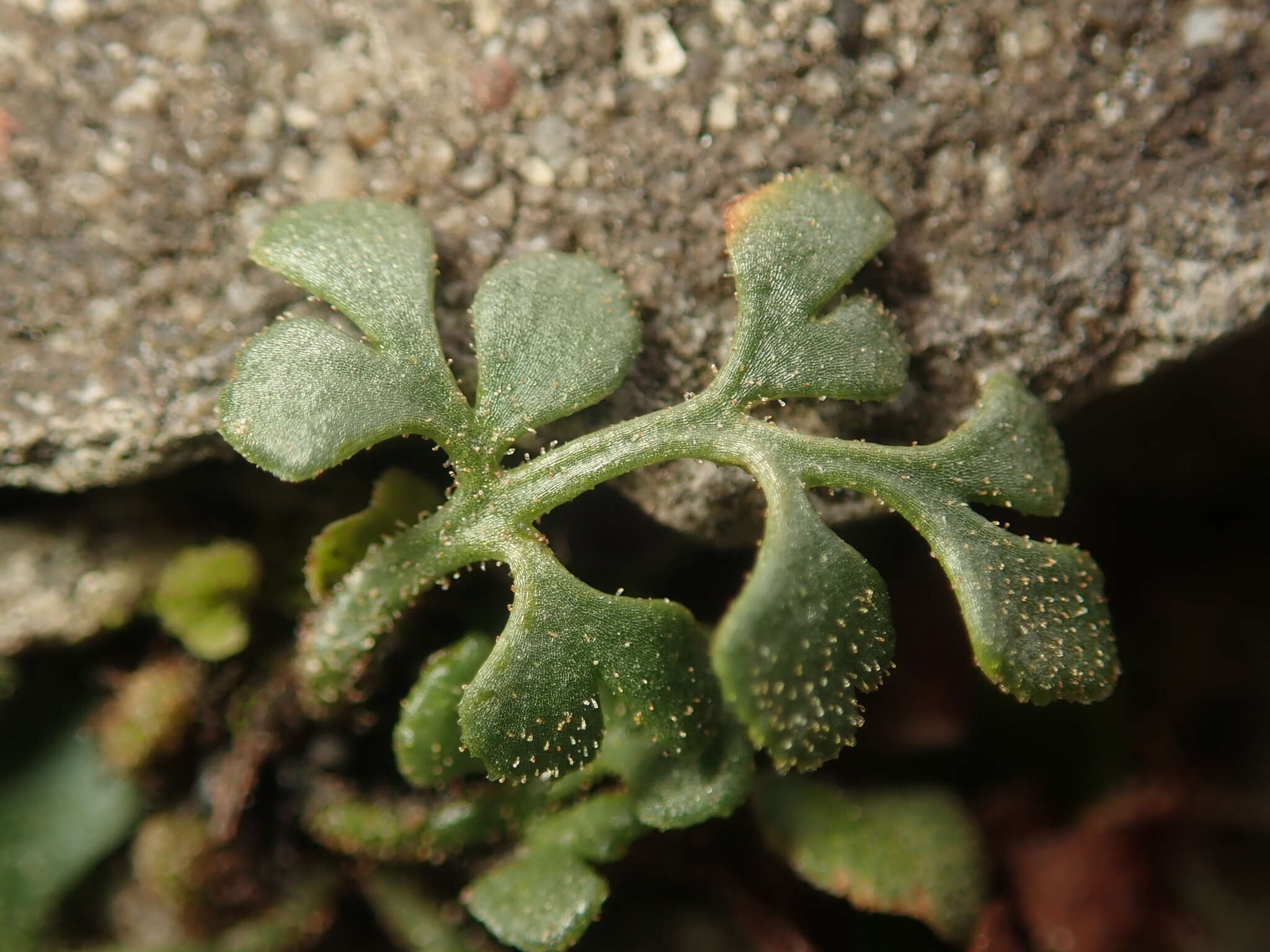 Image of Wall-rue