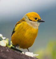 Image of Silver-throated Tanager