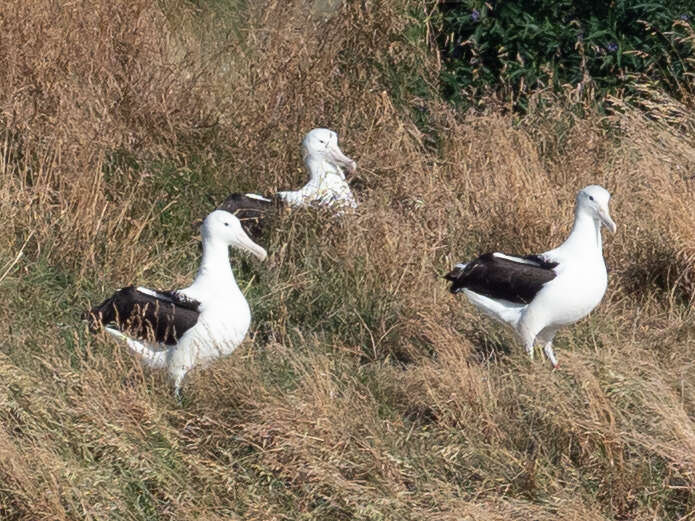 Image of Northern Royal Albatross