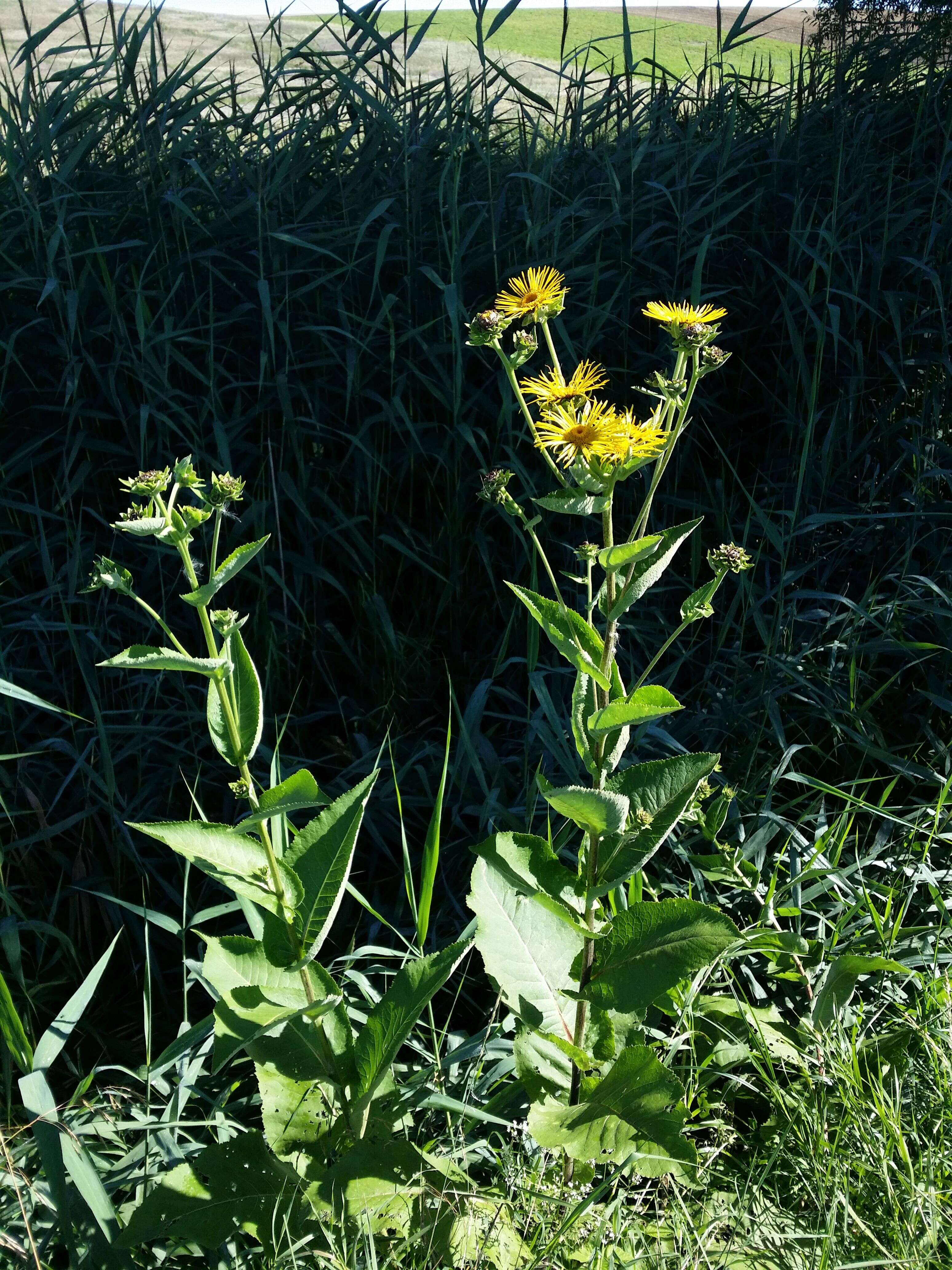 Inula helenium L. resmi