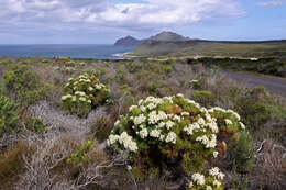 Image of Berzelia lanuginosa (L.) Brongn.