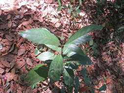 Image of Agrostistachys indica Dalzell