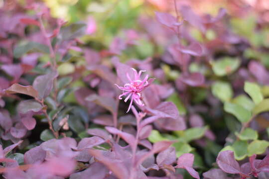 Image of Chinese fringe flower