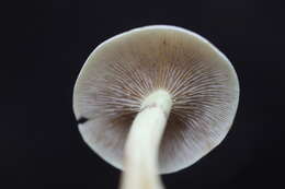 Image of Hypholoma capnoides (Fr.) P. Kumm. 1871