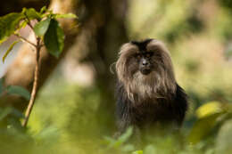 Image of Lion-tailed Macaque