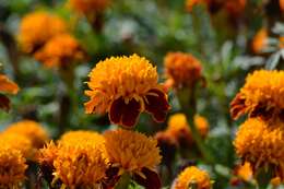 Image of French marigold