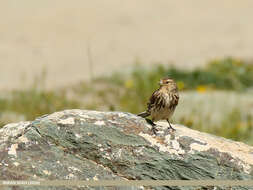 Image of Twite