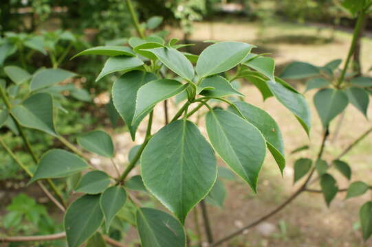 Image of Trochodendron