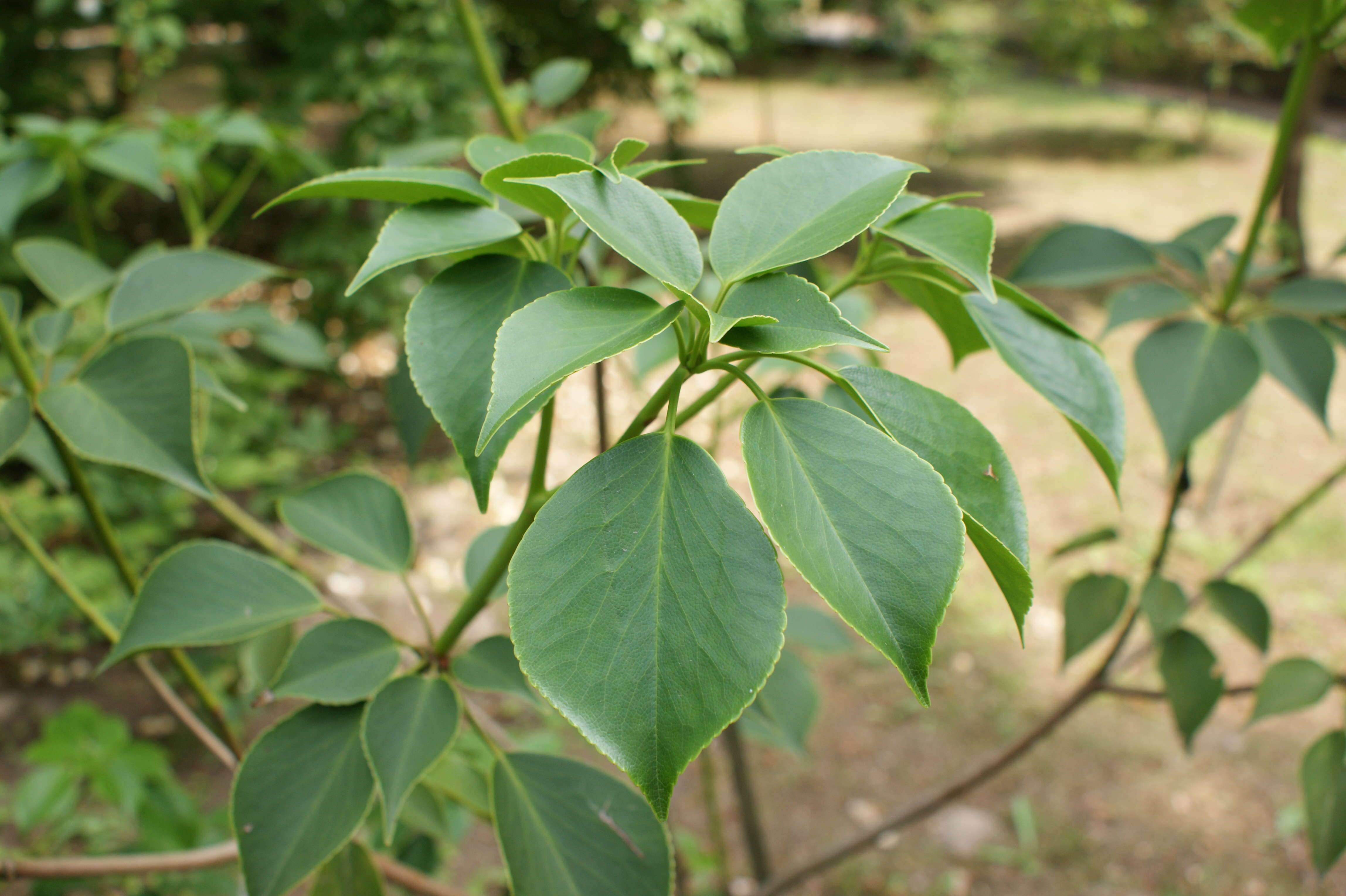 Image of Trochodendron