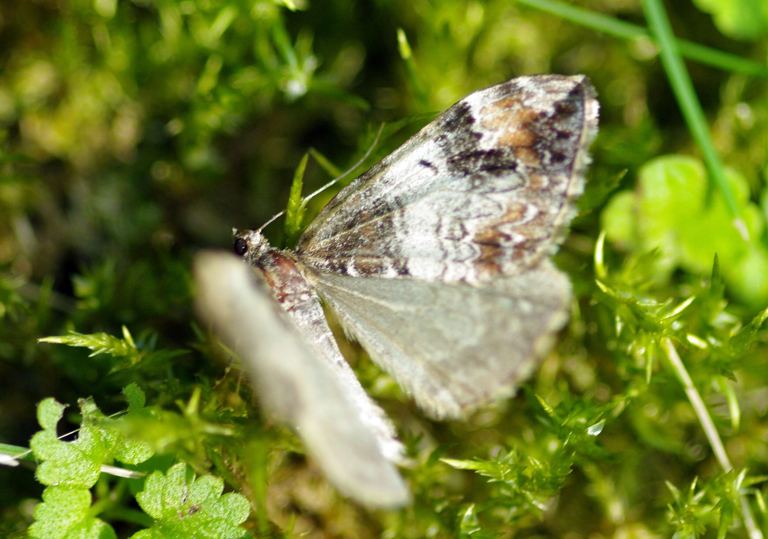 Image of common marbled carpet