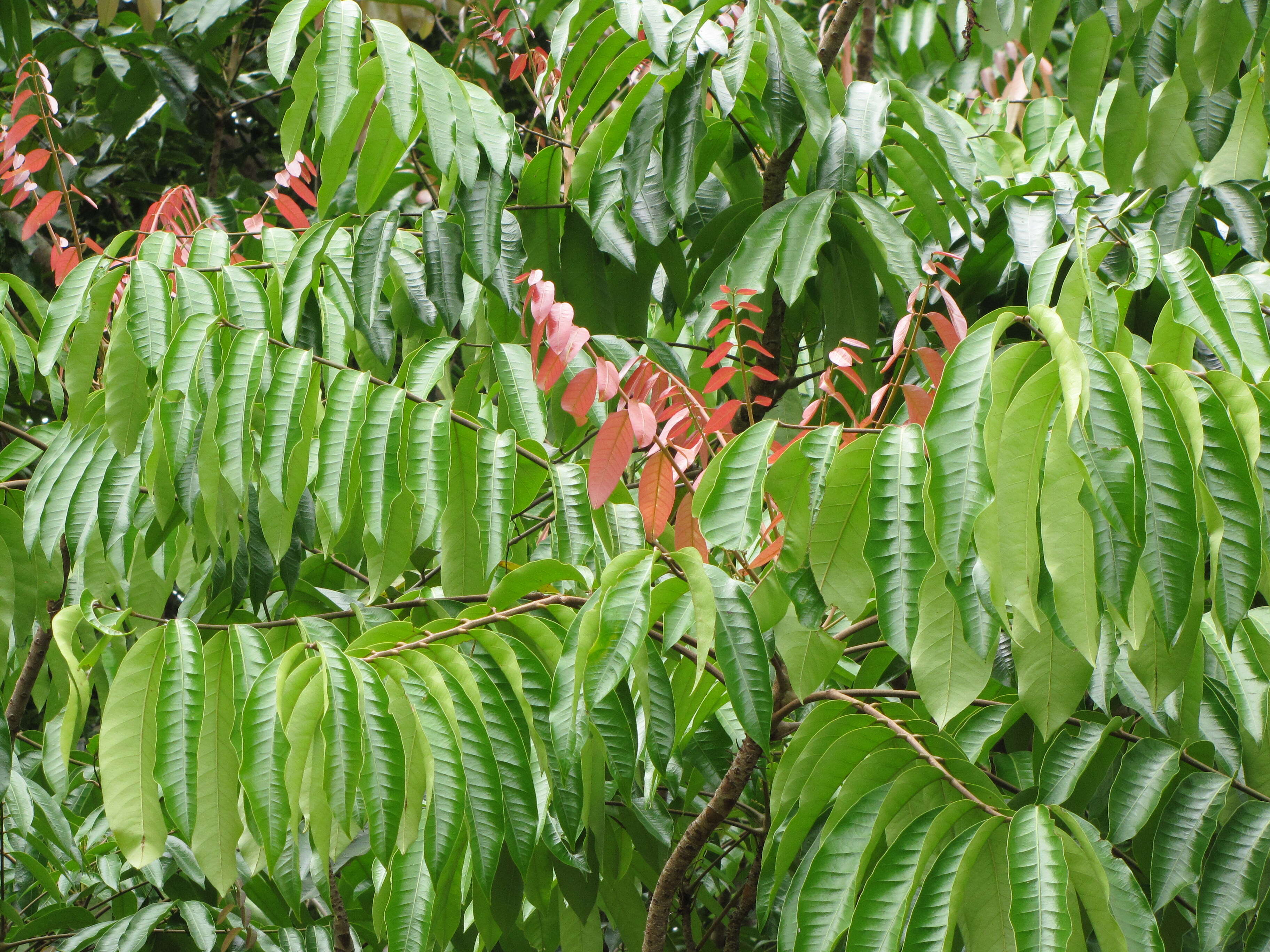 Image de Carapa guianensis Aubl.