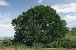 Image of European ash