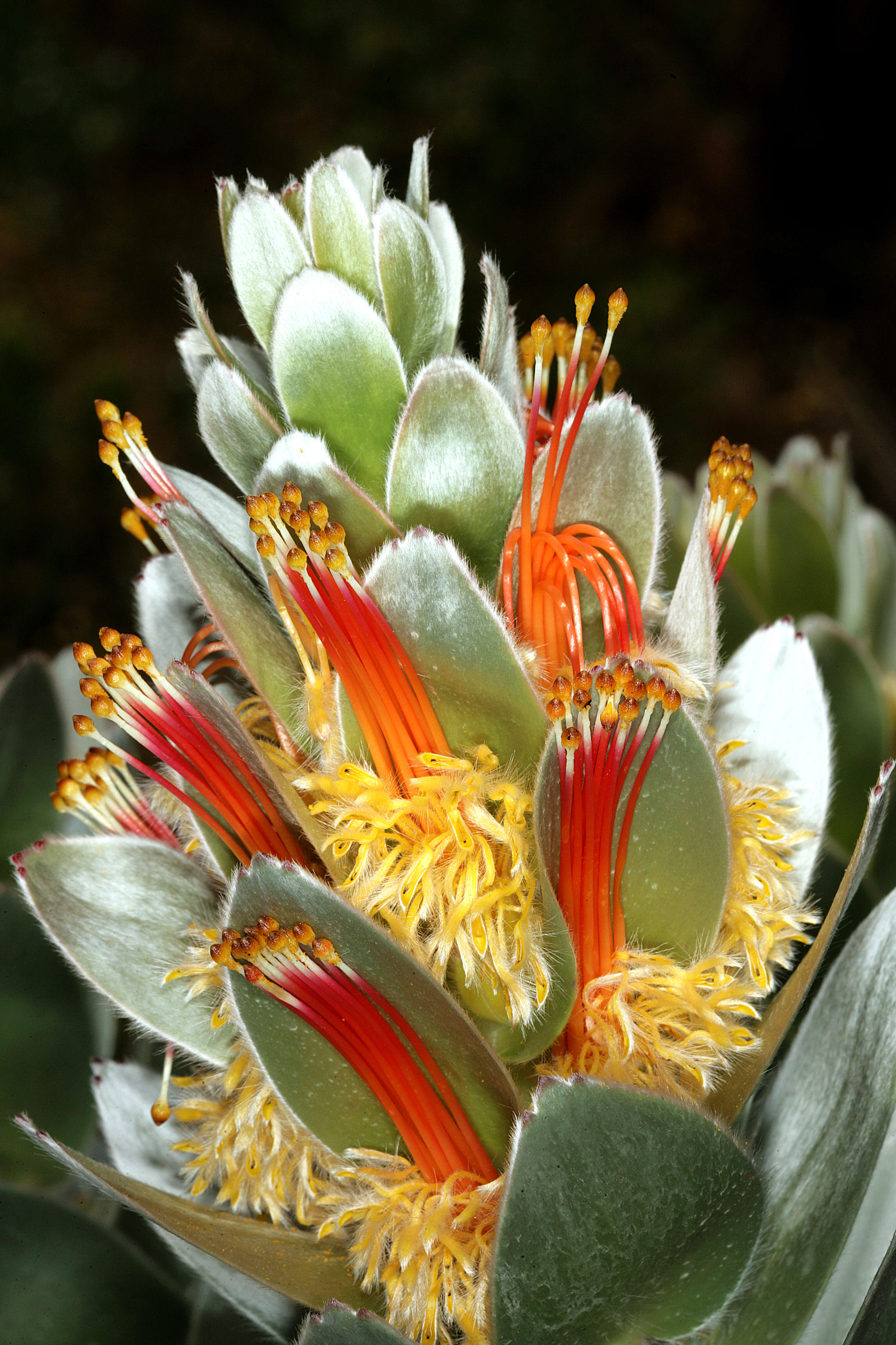 Image of Mimetes hottentoticus Phillips & Hutchinson