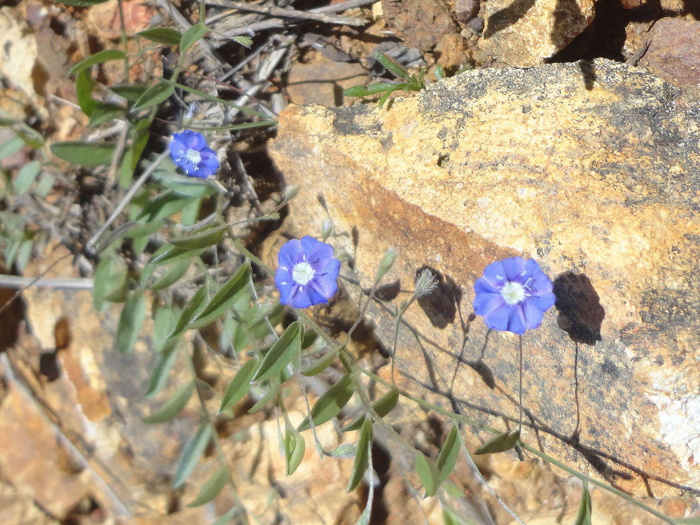 Image of slender dwarf morning-glory