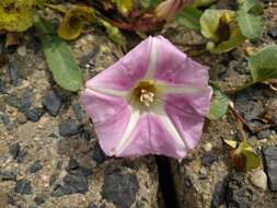 Plancia ëd Calystegia soldanella (L.) R. Br.