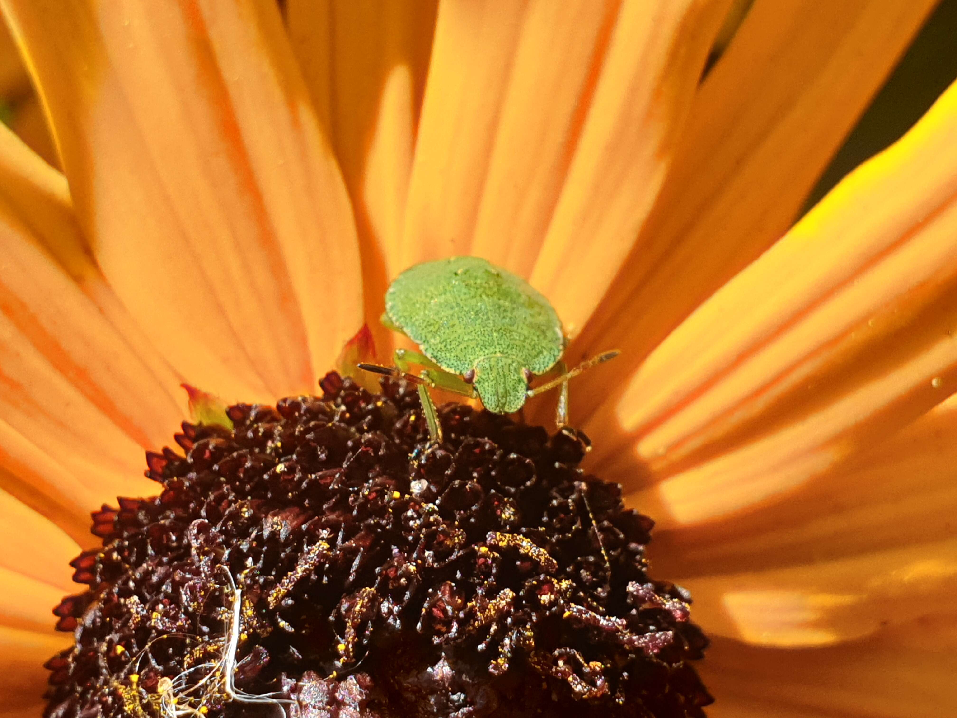 Image of Southern green stink bug