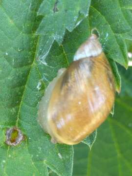 Image of amber snail