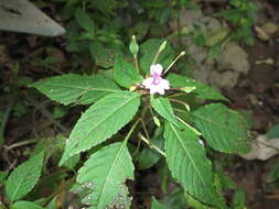 Image of Jewelweeds