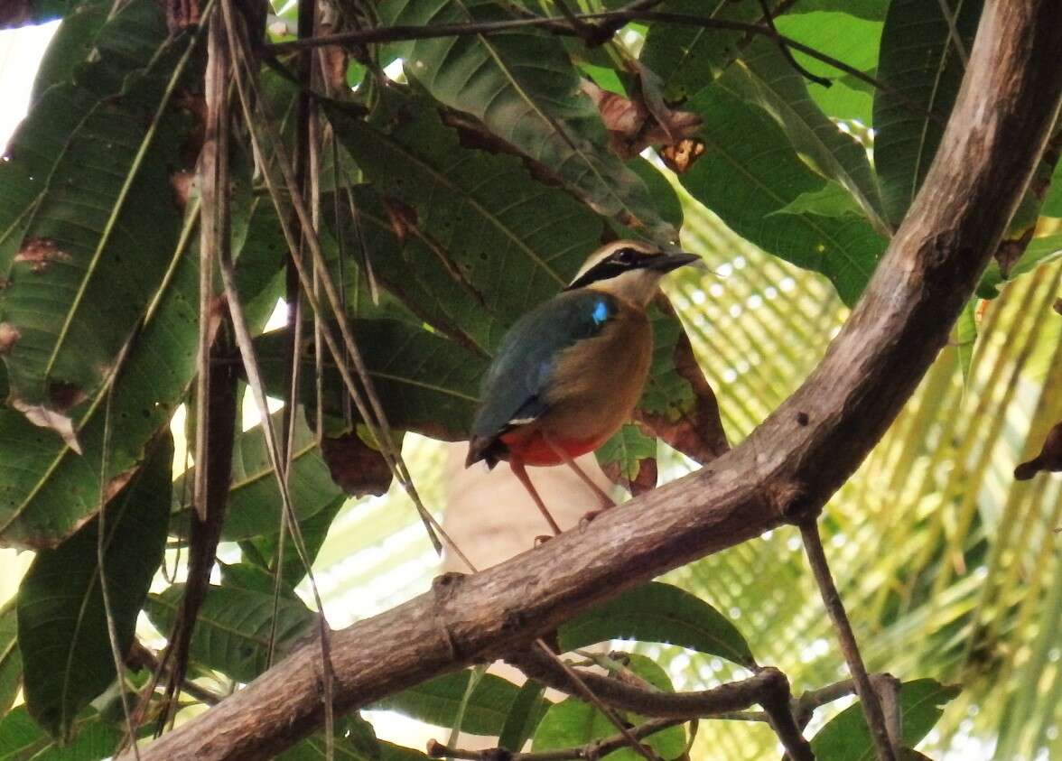 Plancia ëd Pitta brachyura (Linnaeus 1766)