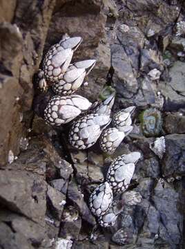 Image of goose-necked barnacle