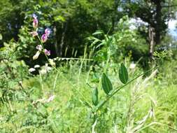 Imagem de Vicia dumetorum L.