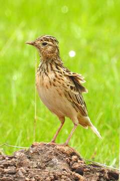 Image of Oriental Skylark