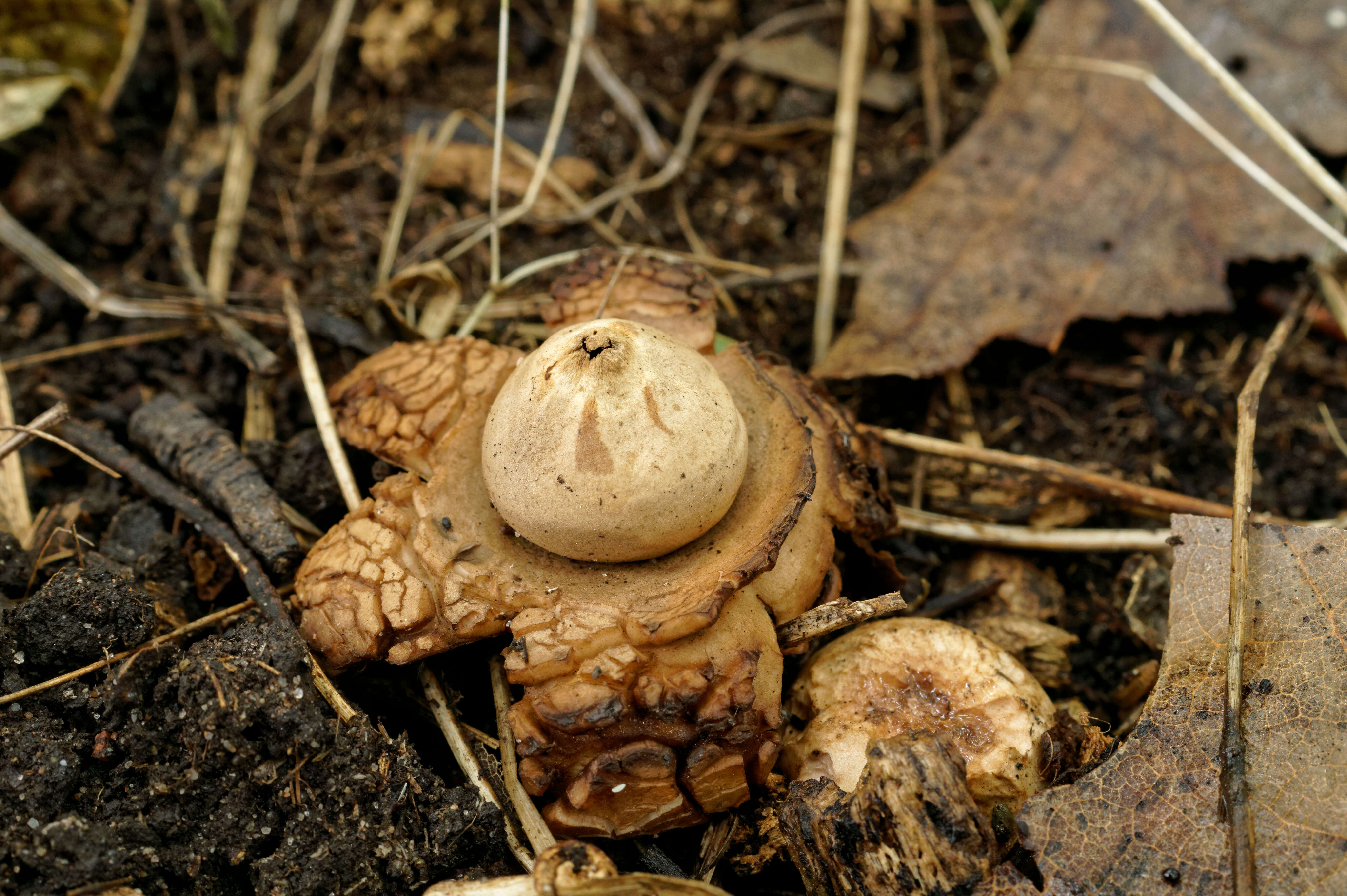 Plancia ëd Geastrum triplex Jungh. 1840