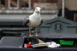 Image of Lesser Black-backed Gull