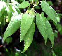 Image of Mountain Ribbon Wood