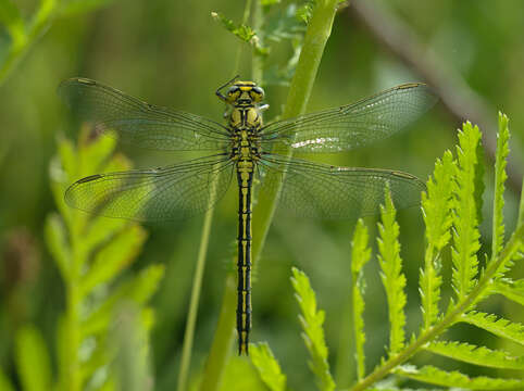 Image of Western Clubtail