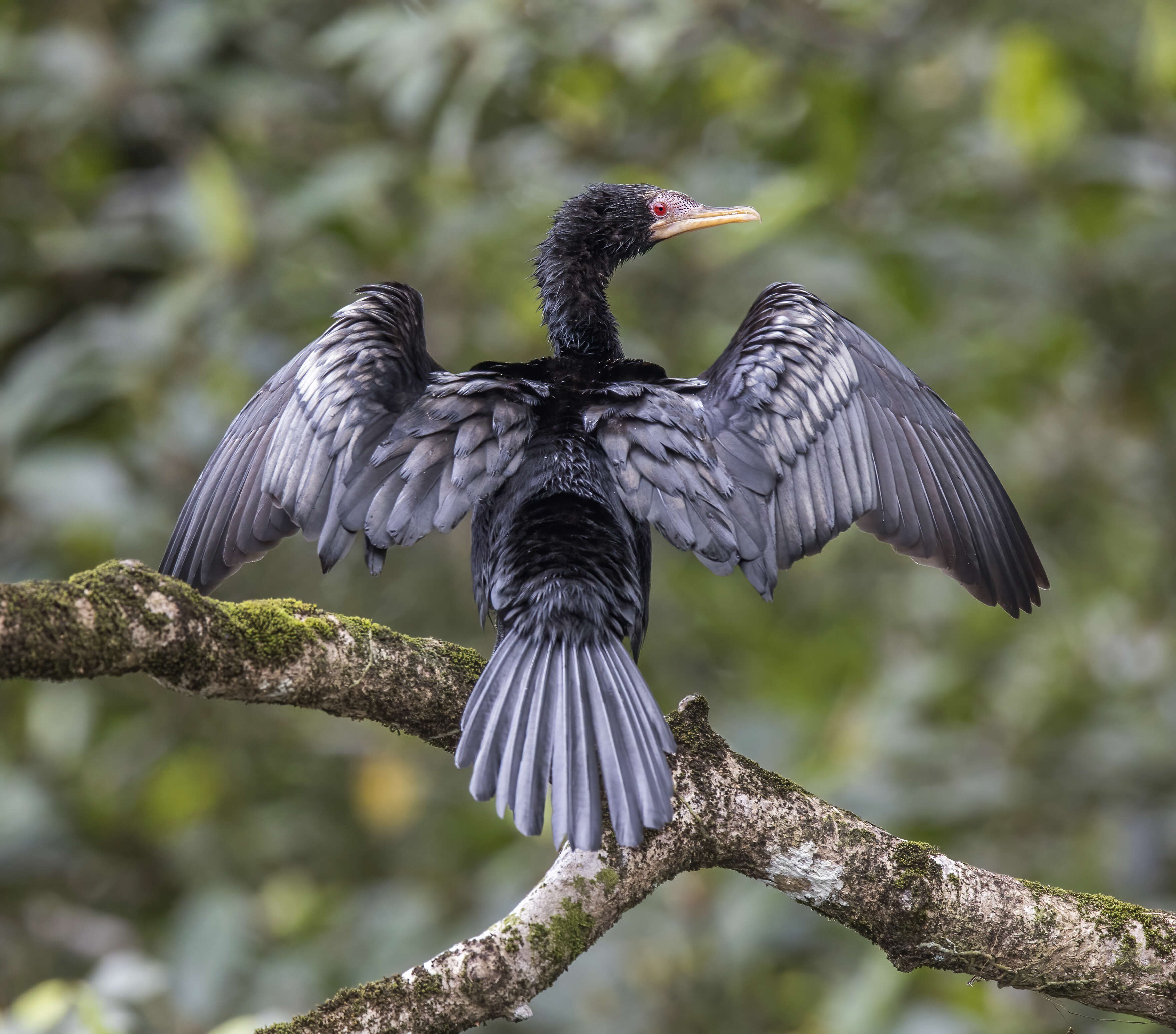 Image of Long-tailed Cormorant