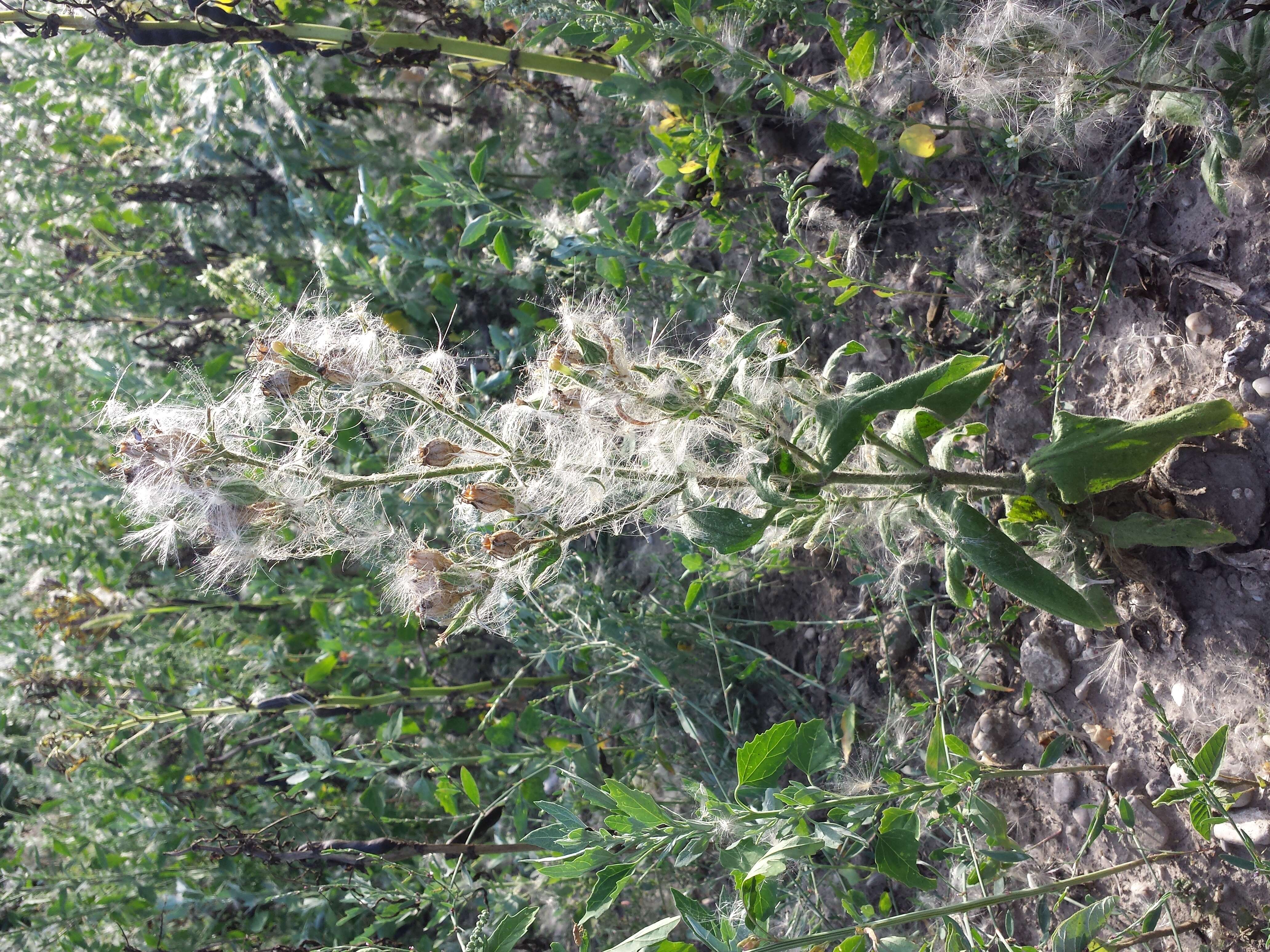 Imagem de Silene noctiflora L.