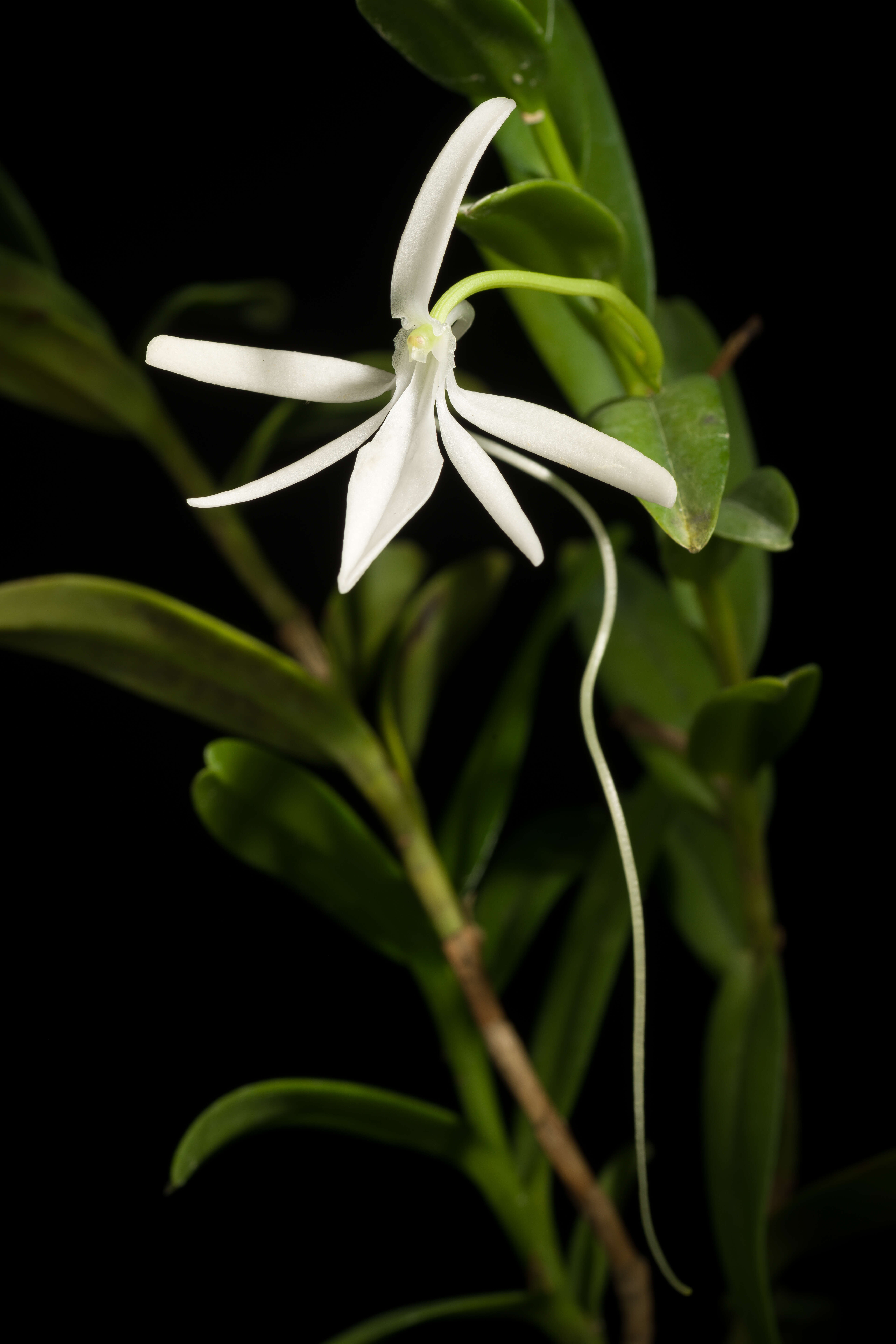 Image of Jumellea comorensis (Rchb. fil.) Schltr.