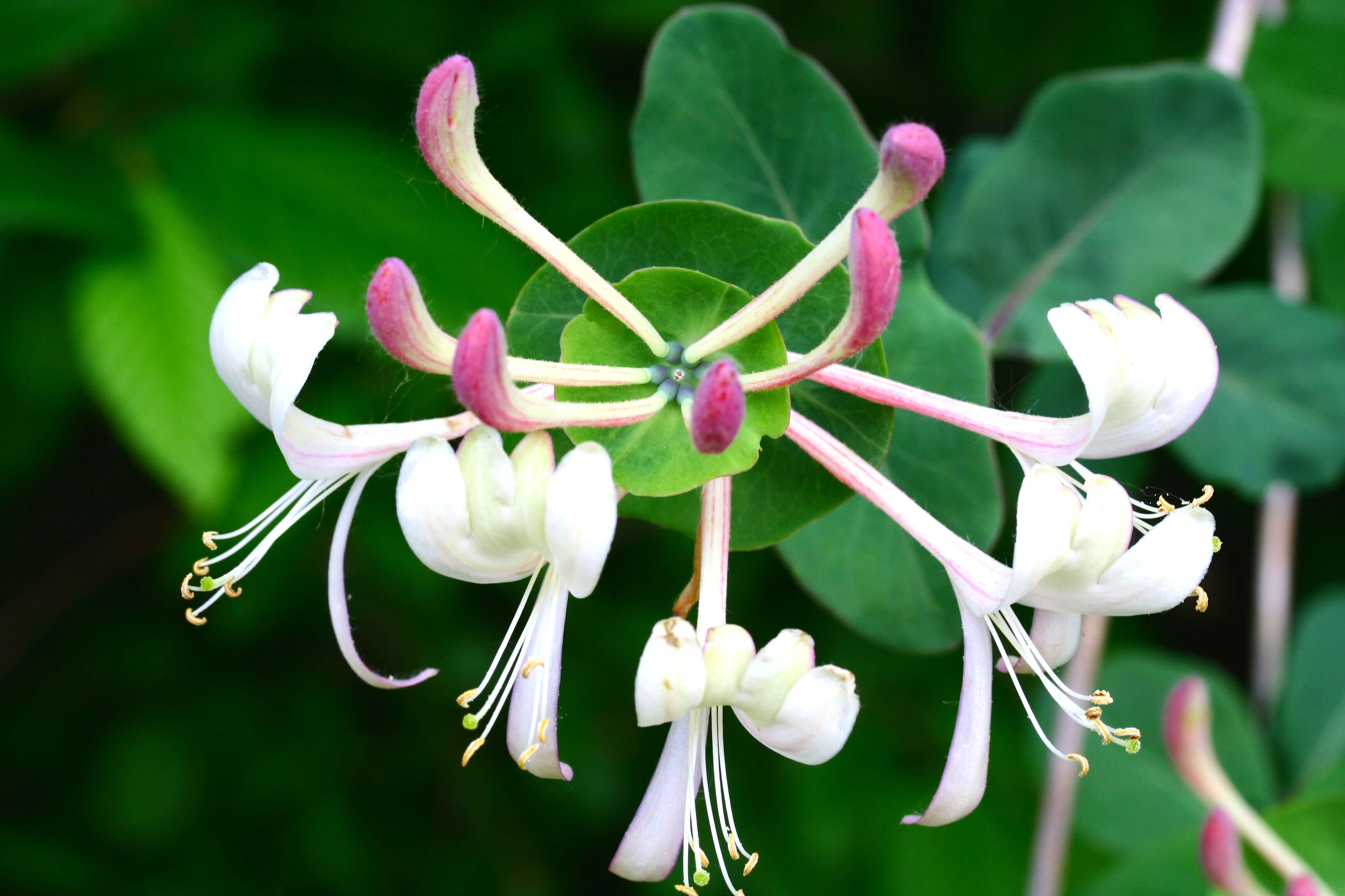 Image of Italian Honeysuckle