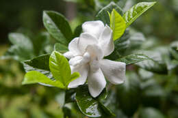 Image of Cape jasmine