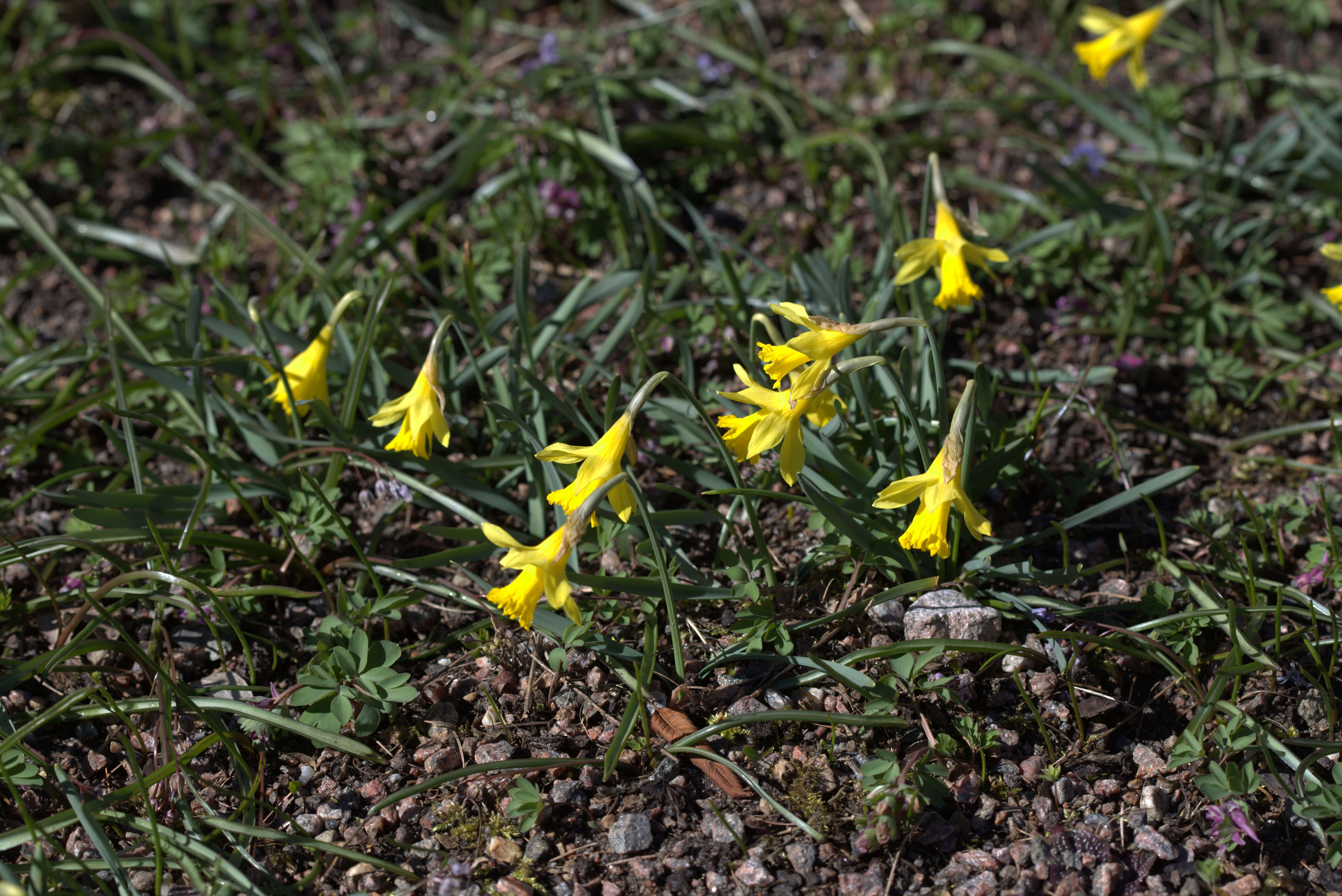 Image of Narcissus minor