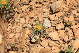 Image of Asteriscus aquaticus (L.) Less.