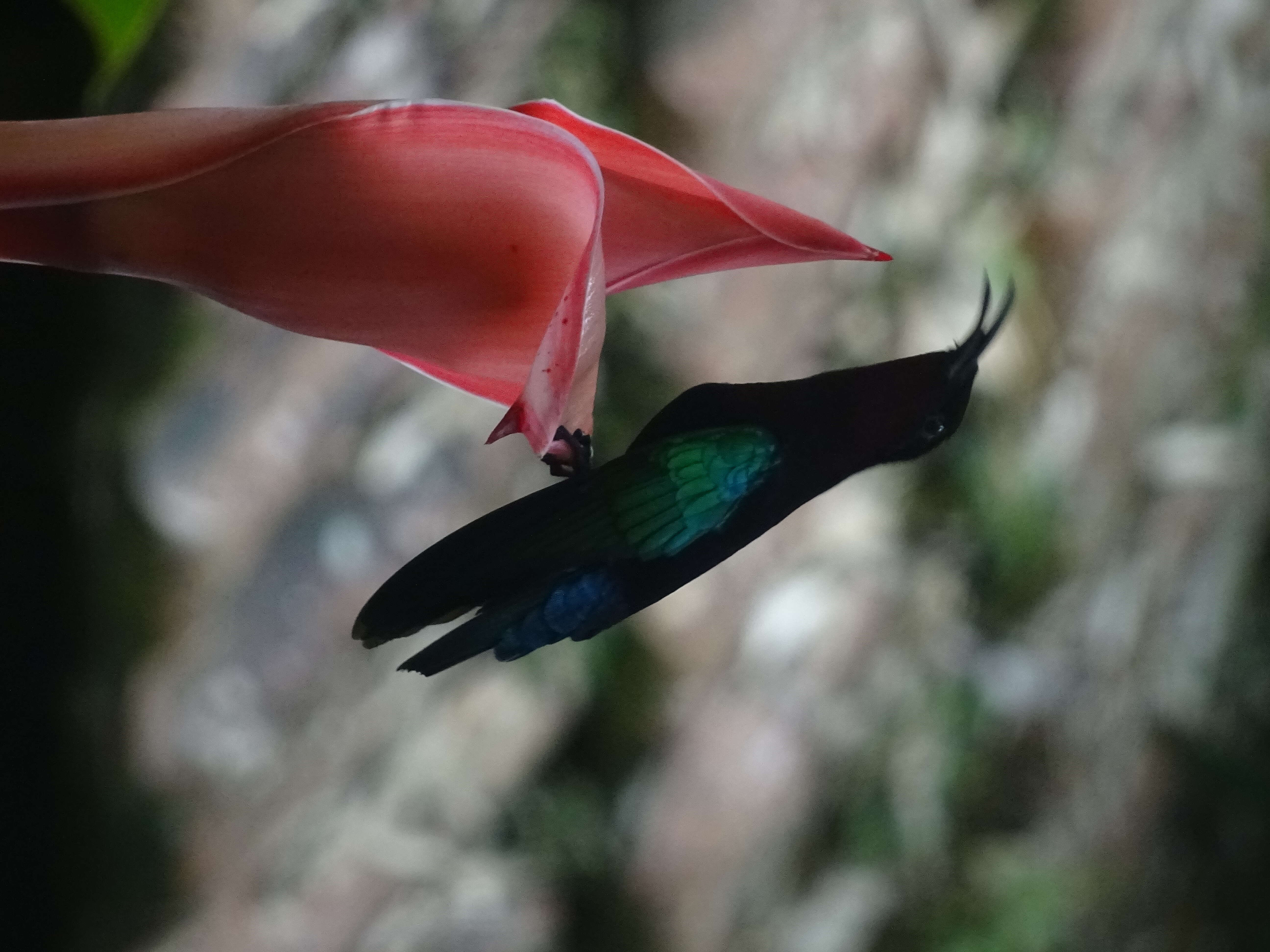 Image of Purple-throated Carib