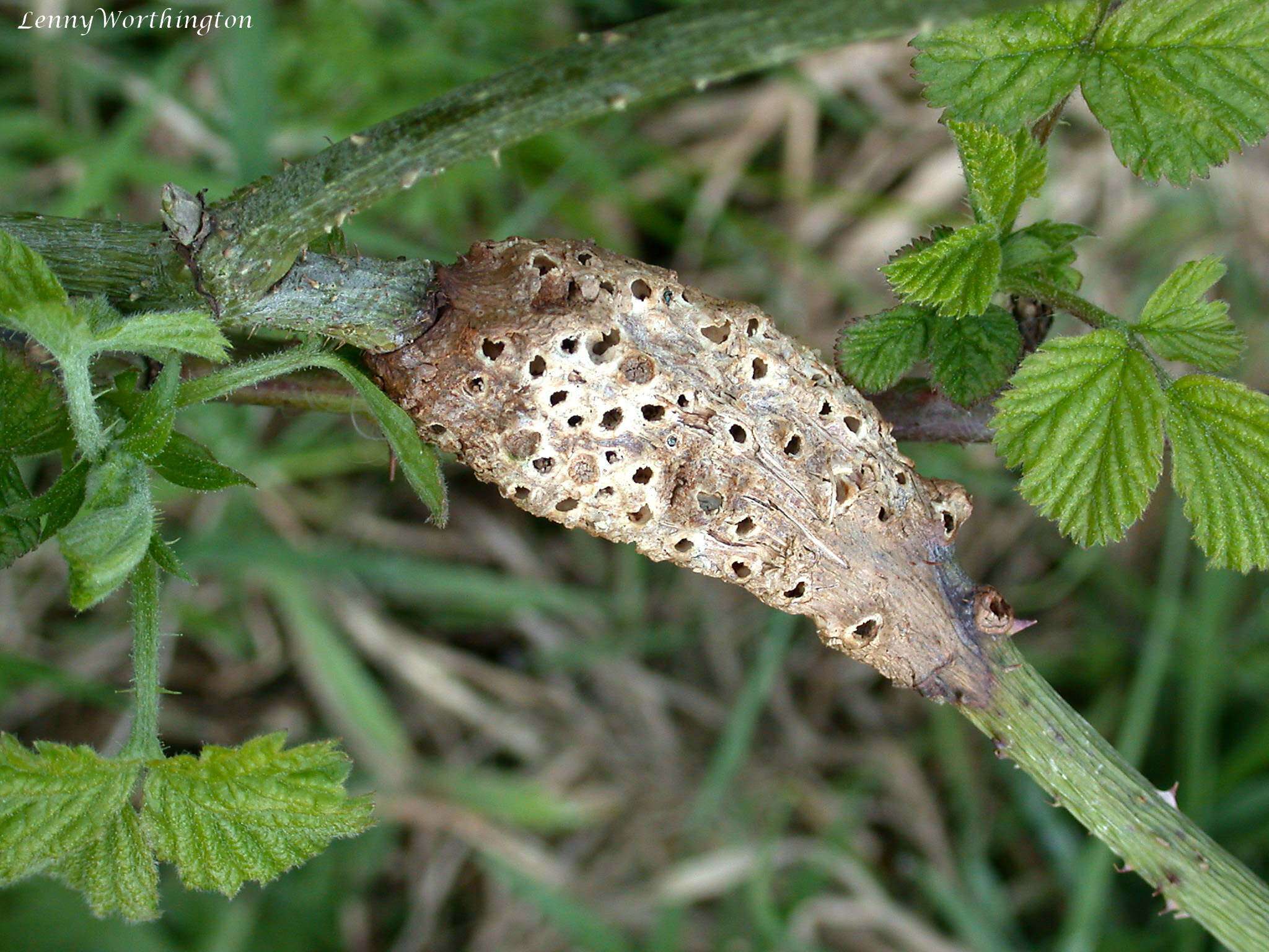 Image of Diastrophus rubi (Bouché 1834)